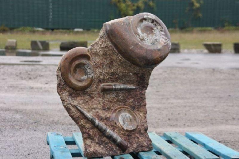 Ammonit Versteinert Unikat